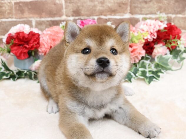 広島県の豆柴 (アミーゴ西条店/2026年3月2日生まれ/女の子/赤)の子犬