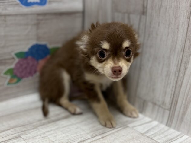 岩手県のハーフ犬・ミックス犬 (アミーゴ一関店/2026年2月19日生まれ/男の子/チョコレートタン)の子犬