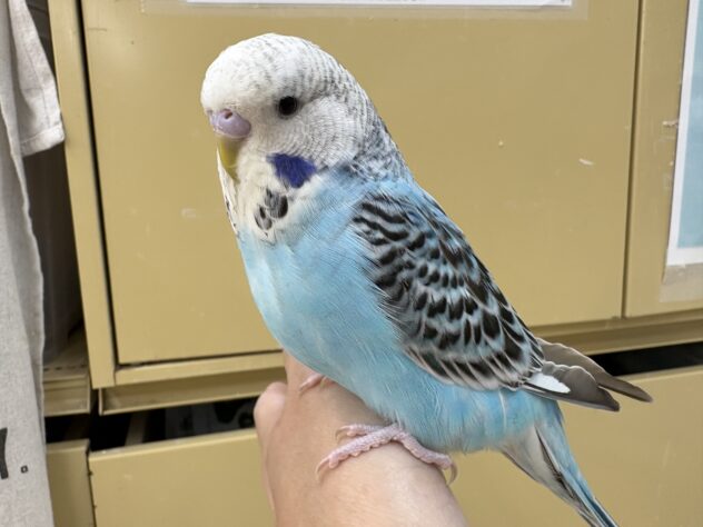 ジャンボセキセイインコ | ペットワールド アミーゴ