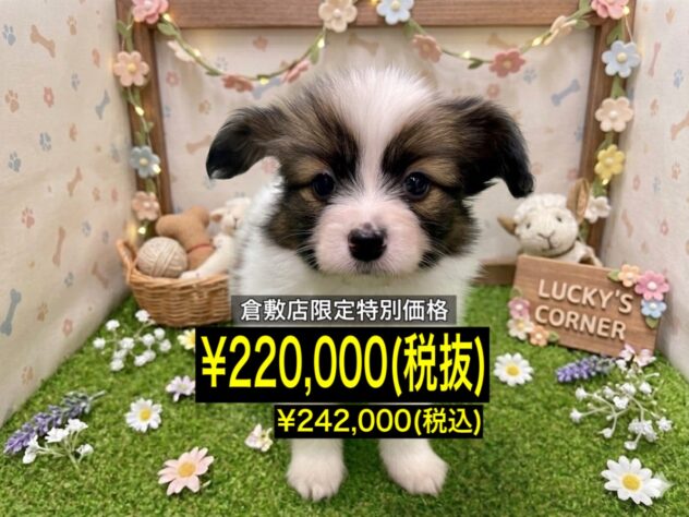 岡山県のパピヨン (アミーゴ倉敷店/2026年3月8日生まれ/男の子/ホワイトセーブル)の子犬