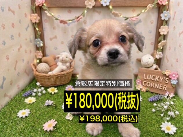 岡山県のハーフ犬・ミックス犬 (アミーゴ倉敷店/2026年3月30日生まれ/男の子/アプリコット)の子犬