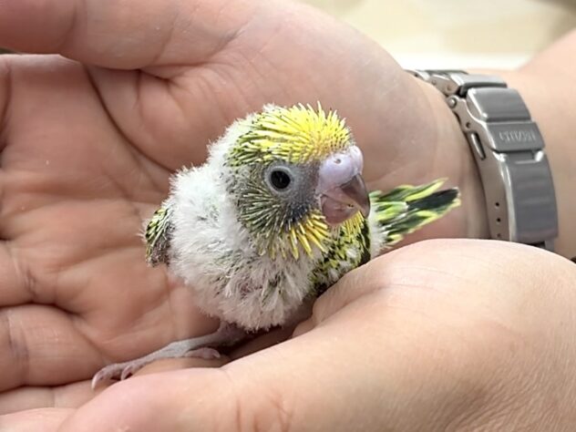 セキセイインコ ノーマルグリーン | ペットワールド アミーゴ
