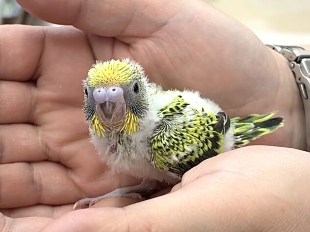 セキセイインコ ノーマルグリーン | ペットワールド アミーゴ
