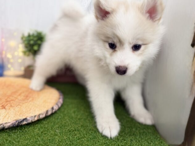 香川県のハーフ犬・ミックス犬 (ワンキャラット アミーゴ高松店/2026年3月13日生まれ/女の子/シルバーホワイト)の子犬の2枚目の画像