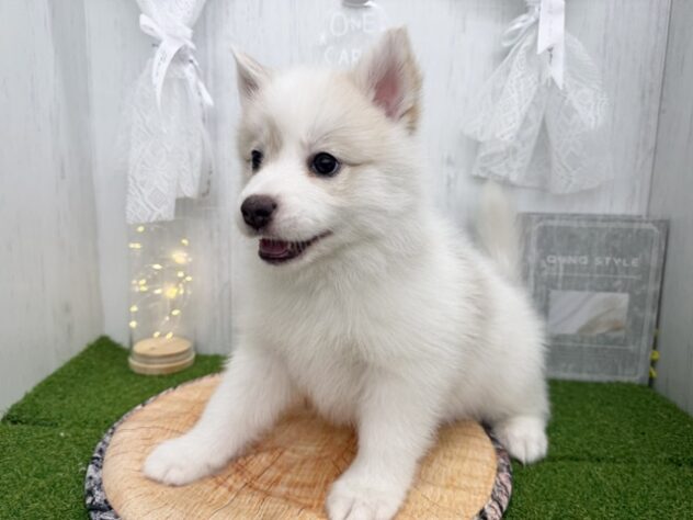 香川県のハーフ犬・ミックス犬 (ワンキャラット アミーゴ高松店/2026年3月13日生まれ/女の子/シルバーホワイト)の子犬の3枚目の画像