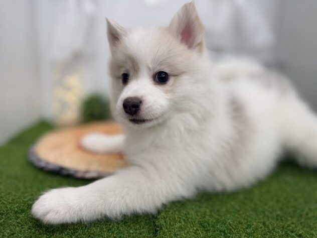 香川県のハーフ犬・ミックス犬 (ワンキャラット アミーゴ高松店/2026年3月13日生まれ/女の子/シルバーホワイト)の子犬の4枚目の画像