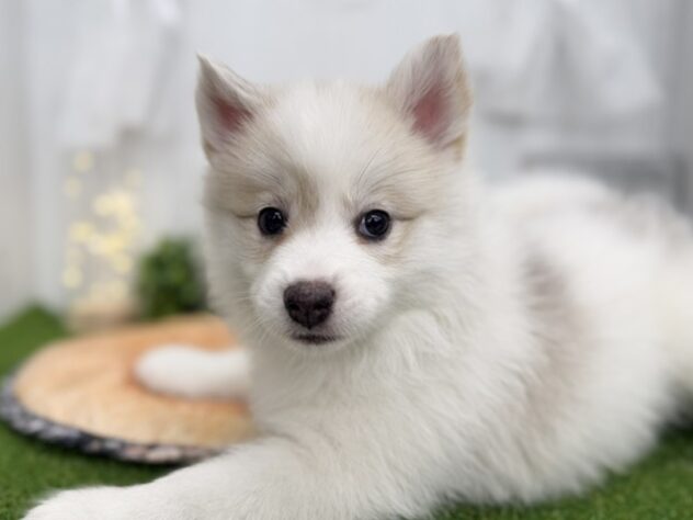香川県のハーフ犬・ミックス犬 (ワンキャラット アミーゴ高松店/2026年3月13日生まれ/女の子/シルバーホワイト)の子犬の1枚目の画像