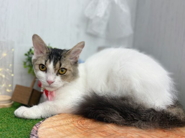 香川県のセルカークレックス (ワンキャラット アミーゴ高松店/2025年8月24日生まれ/女の子/ブラウンティックドタビーホワイト)の子猫の3枚目の画像