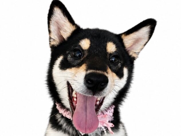 香川県の柴犬(標準サイズ) (ワンキャラット アミーゴ高松店/2025年12月6日生まれ/女の子/黒)の子犬の1枚目の画像