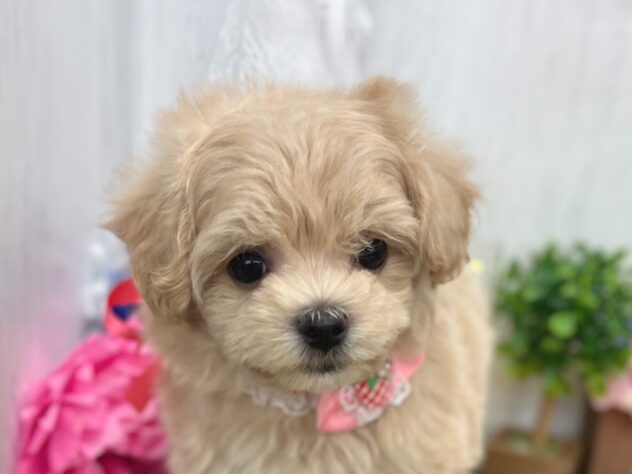香川県のハーフ犬・ミックス犬 (ワンキャラット アミーゴ高松店/2026年3月23日生まれ/女の子/クリーム)の子犬の1枚目の画像
