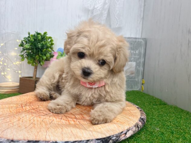 香川県のハーフ犬・ミックス犬 (ワンキャラット アミーゴ高松店/2026年3月23日生まれ/女の子/クリーム)の子犬の2枚目の画像