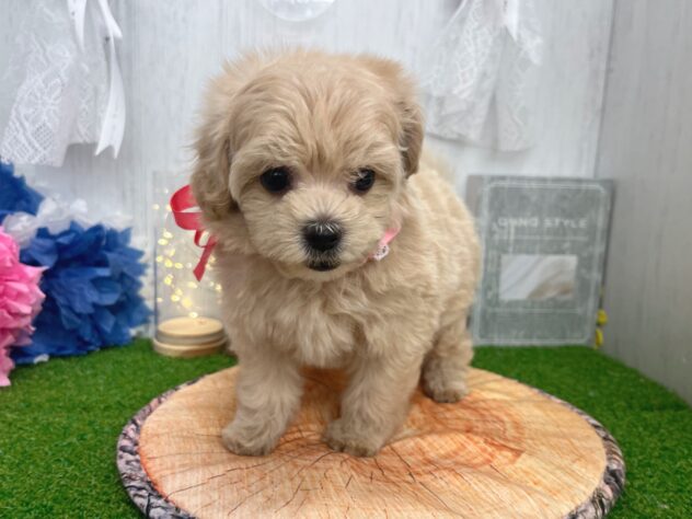 香川県のハーフ犬・ミックス犬 (ワンキャラット アミーゴ高松店/2026年3月23日生まれ/女の子/クリーム)の子犬の3枚目の画像