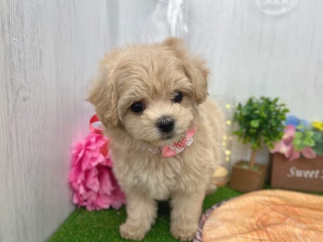 香川県のハーフ犬・ミックス犬 (ワンキャラット アミーゴ高松店/2026年3月23日生まれ/女の子/クリーム)の子犬の4枚目の画像