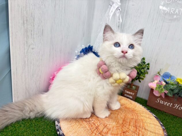 香川県のラグドール (ワンキャラット アミーゴ高松店/2026年3月2日生まれ/男の子/ブルーポイントバイカラー)の子猫の3枚目の画像