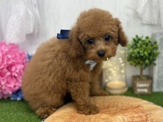 香川県のトイプードル(トイ) (ワンキャラット アミーゴ高松店/2026年3月5日生まれ/男の子/オレンジフォーン)の子犬の2枚目の画像