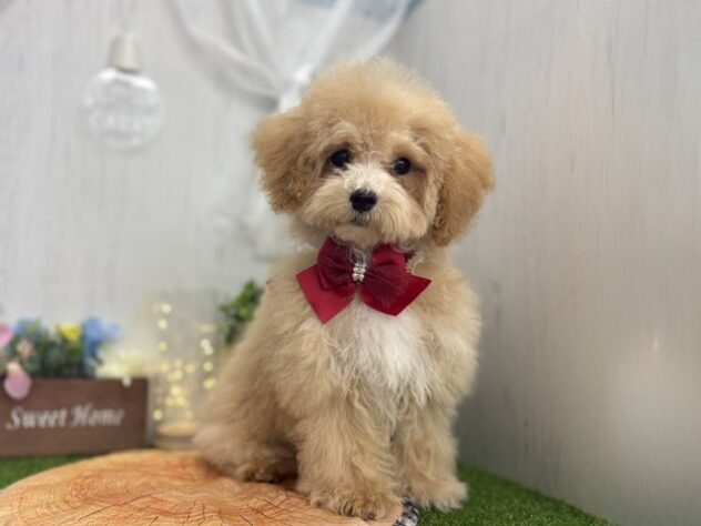 香川県のハーフ犬・ミックス犬 (ワンキャラット アミーゴ高松店/2026年2月1日生まれ/女の子/クリーム)の子犬の3枚目の画像