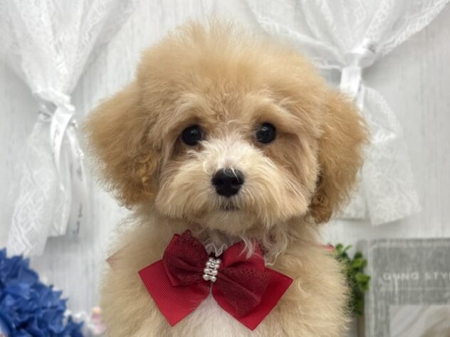 香川県のハーフ犬・ミックス犬 (ワンキャラット アミーゴ高松店/2026年2月1日生まれ/女の子/クリーム)の子犬の1枚目の画像