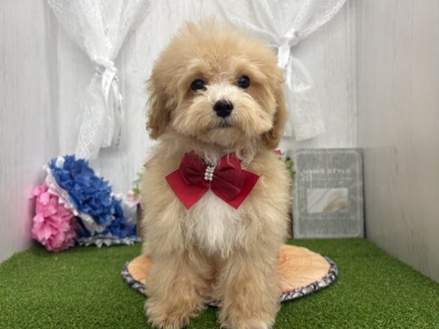 香川県のハーフ犬・ミックス犬 (ワンキャラット アミーゴ高松店/2026年2月1日生まれ/女の子/クリーム)の子犬の2枚目の画像