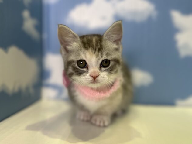 山形県のマンチカン (アミーゴ山形北店/2026年3月5日生まれ/女の子/ダイリュートキャリコ)の子猫の1枚目の画像
