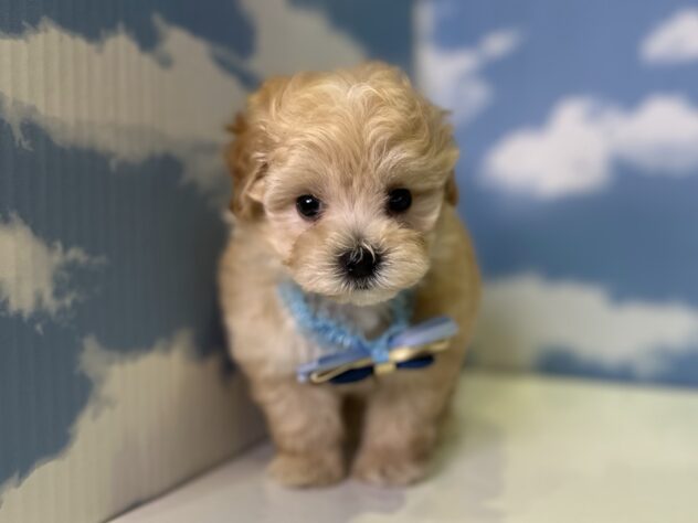 山形県のハーフ犬・ミックス犬 (アミーゴ山形北店/2026年3月4日生まれ/男の子/クリーム)の子犬の1枚目の画像