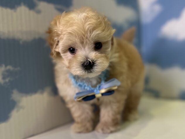 山形県のハーフ犬・ミックス犬 (アミーゴ山形北店/2026年3月4日生まれ/男の子/クリーム)の子犬の2枚目の画像