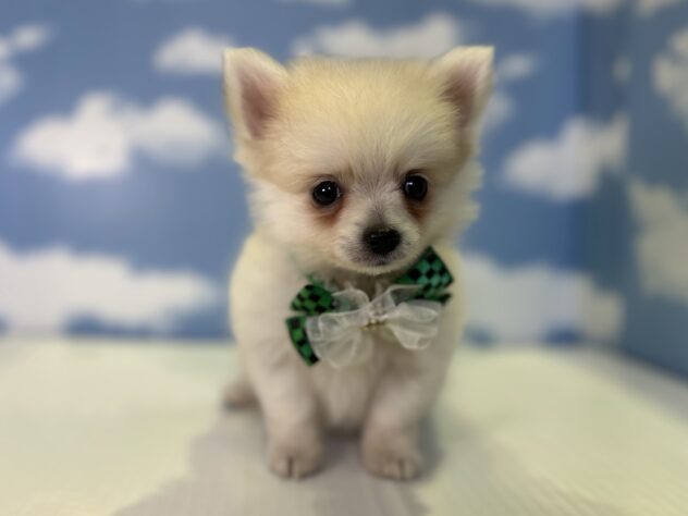 山形県のハーフ犬・ミックス犬 (アミーゴ山形北店/2026年3月4日生まれ/男の子/クリーム)の子犬の1枚目の画像