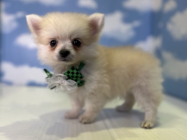 山形県のハーフ犬・ミックス犬 (アミーゴ山形北店/2026年3月4日生まれ/男の子/クリーム)の子犬の2枚目の画像