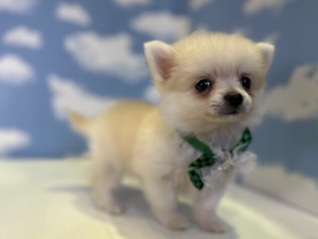 山形県のハーフ犬・ミックス犬 (アミーゴ山形北店/2026年3月4日生まれ/男の子/クリーム)の子犬の3枚目の画像