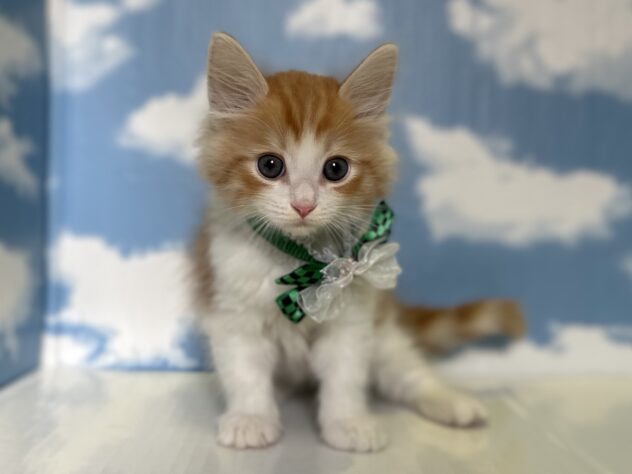 山形県のサイベリアン (アミーゴ山形北店/2026年3月8日生まれ/男の子/レッドタビーホワイト)の子猫の1枚目の画像
