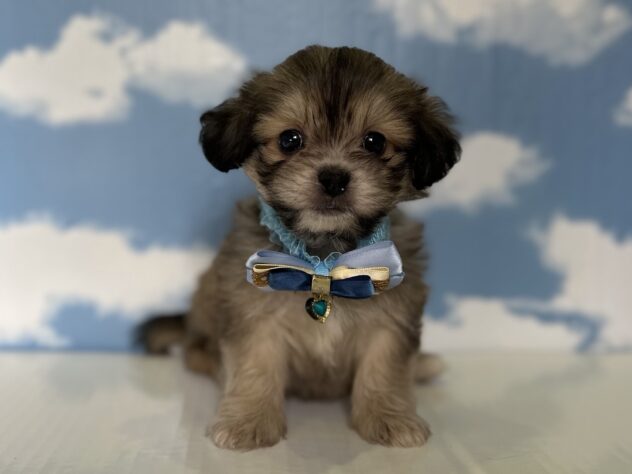 山形県のハーフ犬・ミックス犬 (アミーゴ山形北店/2026年3月9日生まれ/男の子/レッド)の子犬の1枚目の画像