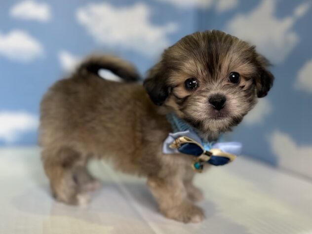 山形県のハーフ犬・ミックス犬 (アミーゴ山形北店/2026年3月9日生まれ/男の子/レッド)の子犬の2枚目の画像