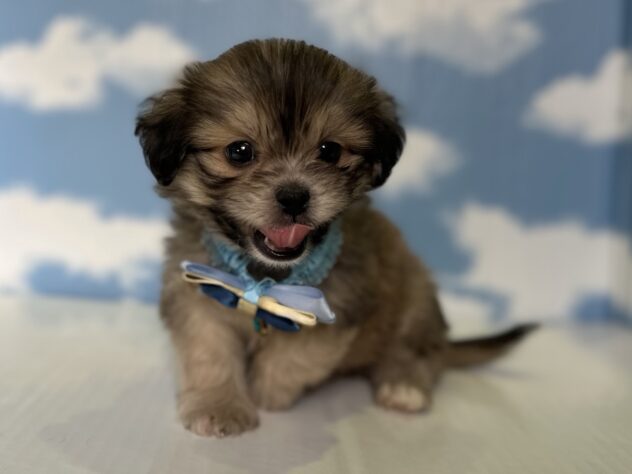 山形県のハーフ犬・ミックス犬 (アミーゴ山形北店/2026年3月9日生まれ/男の子/レッド)の子犬の3枚目の画像