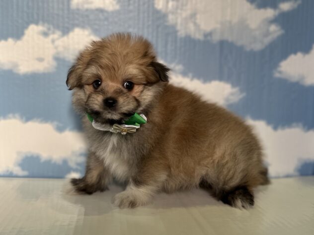 山形県のハーフ犬・ミックス犬 (アミーゴ山形北店/2026年3月15日生まれ/男の子/11 その他の毛色)の子犬の2枚目の画像