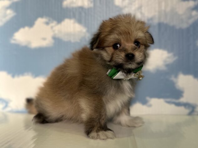 山形県のハーフ犬・ミックス犬 (アミーゴ山形北店/2026年3月15日生まれ/男の子/11 その他の毛色)の子犬の3枚目の画像