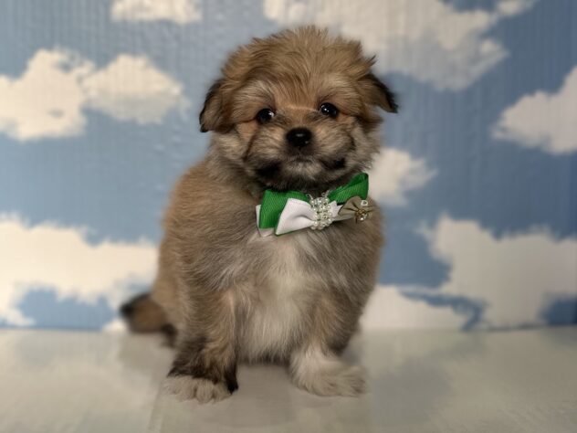 山形県のハーフ犬・ミックス犬 (アミーゴ山形北店/2026年3月15日生まれ/男の子/11 その他の毛色)の子犬の1枚目の画像