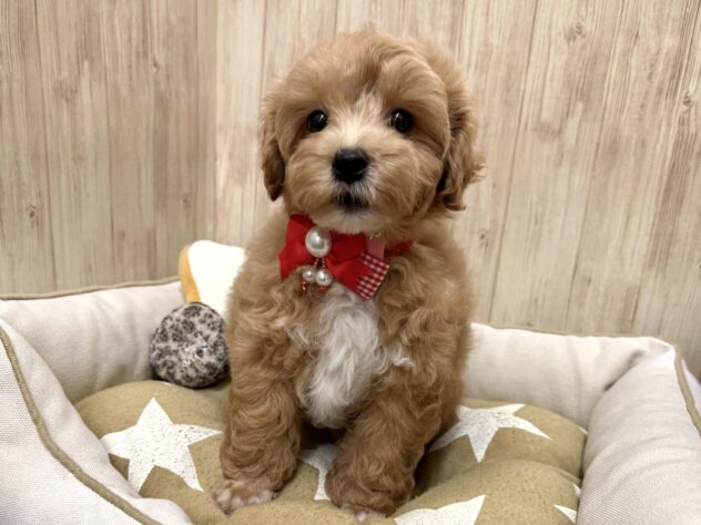 広島県のハーフ犬・ミックス犬 (アミーゴ東深津店/2026年2月24日生まれ/女の子/アプリコット)の子犬の3枚目の画像