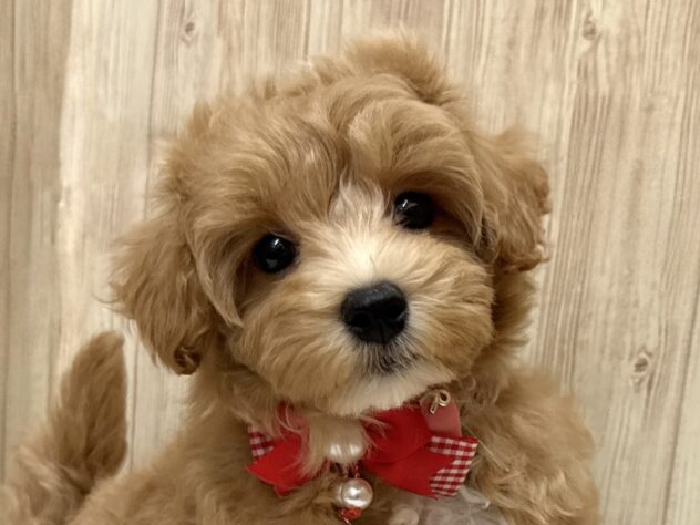 広島県のハーフ犬・ミックス犬 (アミーゴ東深津店/2026年2月24日生まれ/女の子/アプリコット)の子犬の1枚目の画像