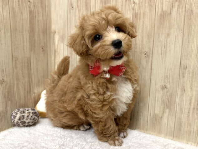 広島県のハーフ犬・ミックス犬 (アミーゴ東深津店/2026年2月24日生まれ/女の子/アプリコット)の子犬の4枚目の画像