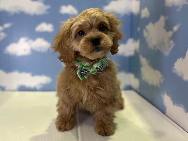山形県のハーフ犬・ミックス犬 (アミーゴ山形北店/2026年2月10日生まれ/男の子/レッド)の子犬