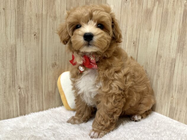広島県のハーフ犬・ミックス犬 (アミーゴ東深津店/2026年2月24日生まれ/女の子/アプリコット)の子犬の2枚目の画像