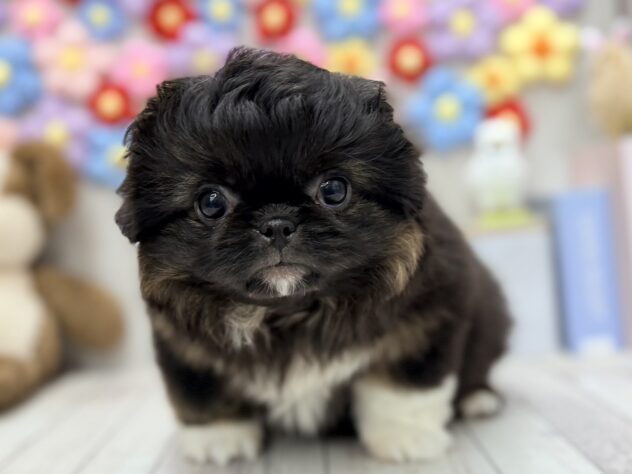 岡山県のハーフ犬・ミックス犬 (ワンキャラット アミーゴ高屋店/2026年3月14日生まれ/女の子/ブラックホワイト)の子犬の1枚目の画像