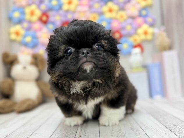 岡山県のハーフ犬・ミックス犬 (ワンキャラット アミーゴ高屋店/2026年3月14日生まれ/女の子/ブラックホワイト)の子犬の2枚目の画像