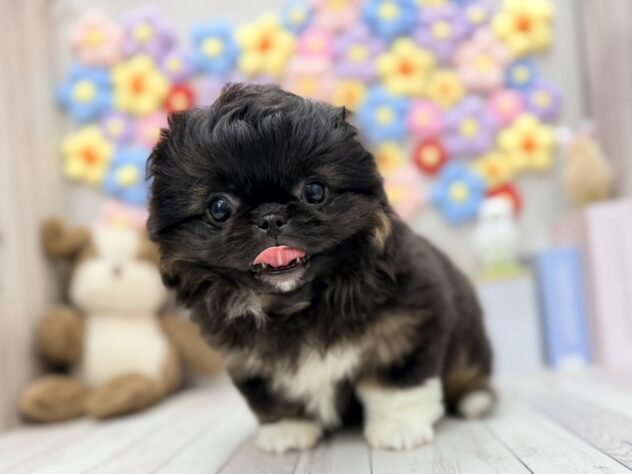 岡山県のハーフ犬・ミックス犬 (ワンキャラット アミーゴ高屋店/2026年3月14日生まれ/女の子/ブラックホワイト)の子犬の3枚目の画像