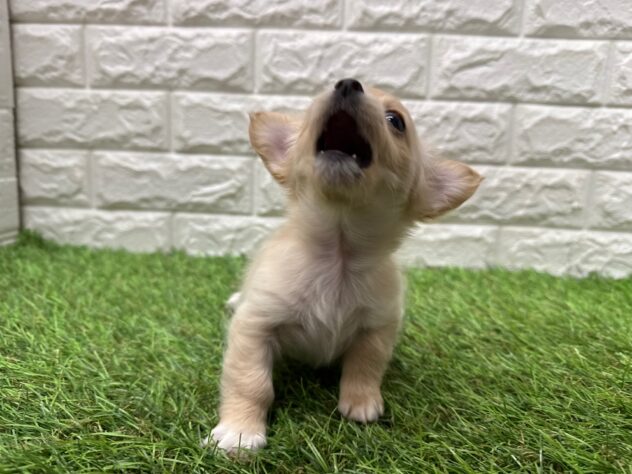 新潟県のハーフ犬・ミックス犬 (アミーゴ新潟小新店/2026年2月23日生まれ/女の子/クリーム)の子犬の3枚目の画像