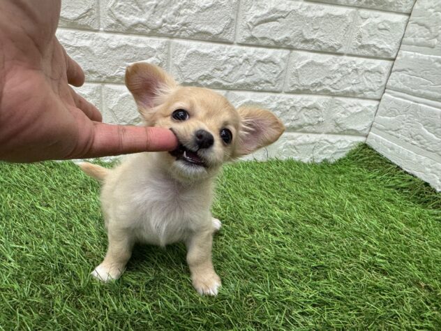 新潟県のハーフ犬・ミックス犬 (アミーゴ新潟小新店/2026年2月23日生まれ/女の子/クリーム)の子犬の2枚目の画像