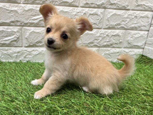 新潟県のハーフ犬・ミックス犬 (アミーゴ新潟小新店/2026年2月23日生まれ/女の子/クリーム)の子犬