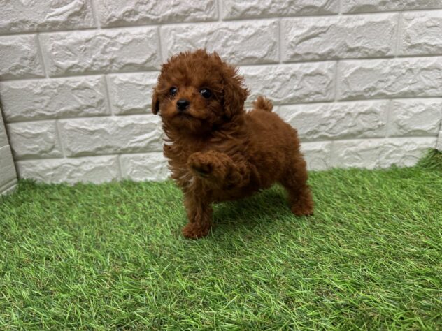 新潟県のトイプードル(トイ) (アミーゴ新潟小新店/2026年2月21日生まれ/女の子/レッド)の子犬