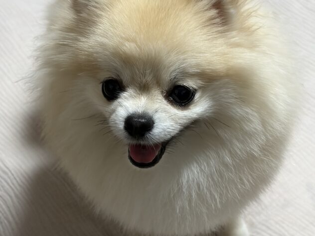 小麦