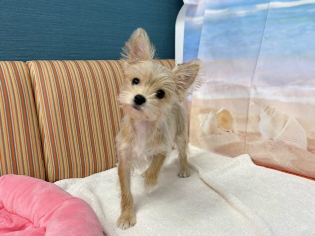 和歌山県のハーフ犬・ミックス犬 (アミーゴ和歌山太田店/2026年3月13日生まれ/女の子/レッド)の子犬の2枚目の画像