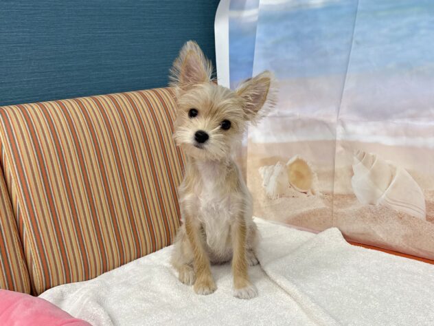 和歌山県のハーフ犬・ミックス犬 (アミーゴ和歌山太田店/2026年3月13日生まれ/女の子/レッド)の子犬の3枚目の画像
